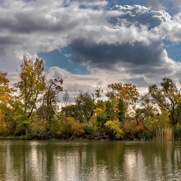 A ráckevei Duna-ág úszólápjai és élővilága